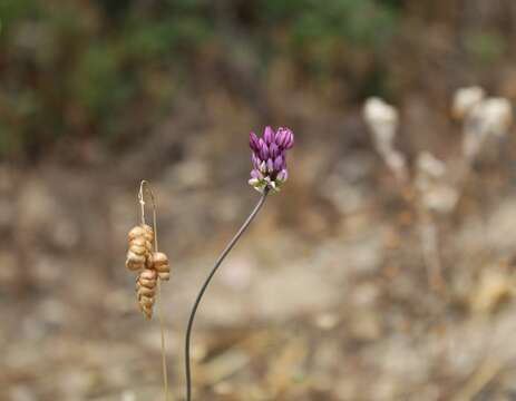 Image of Allium pruinatum Link ex Spreng.