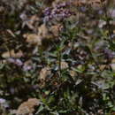 Image of Ageratina pentlandiana (DC.) R. King & H. Rob.