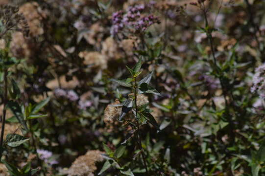 Image of Ageratina pentlandiana (DC.) R. King & H. Rob.