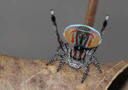 Image of Maratus volans (O. Pickard-Cambridge 1874)