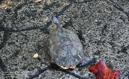Image of Furrowed Wood Turtle