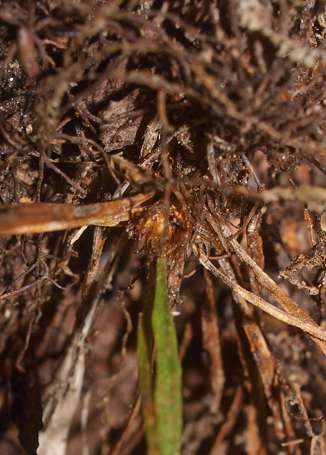 Notogrammitis angustifolia (Jacq.) Parris的圖片