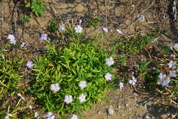 Image of Dianthus longicalyx Miq.