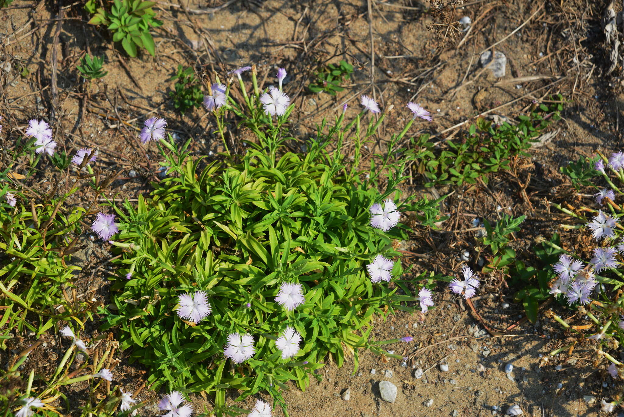 Dianthus longicalyx Miq.的圖片