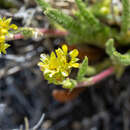 Imagem de Ivesia campestris (M. E. Jones) Rydb.