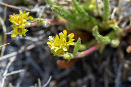 Imagem de Ivesia campestris (M. E. Jones) Rydb.