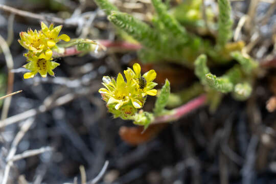 Sivun Ivesia campestris (M. E. Jones) Rydb. kuva