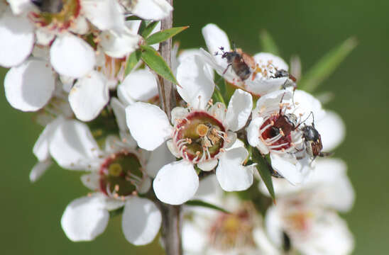 Image of Leptospermum continentale J. Thompson