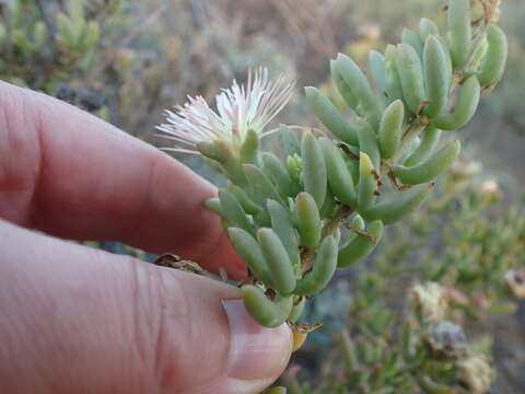 Imagem de Mesembryanthemum splendens subsp. pentagonum (L. Bol.) Klak