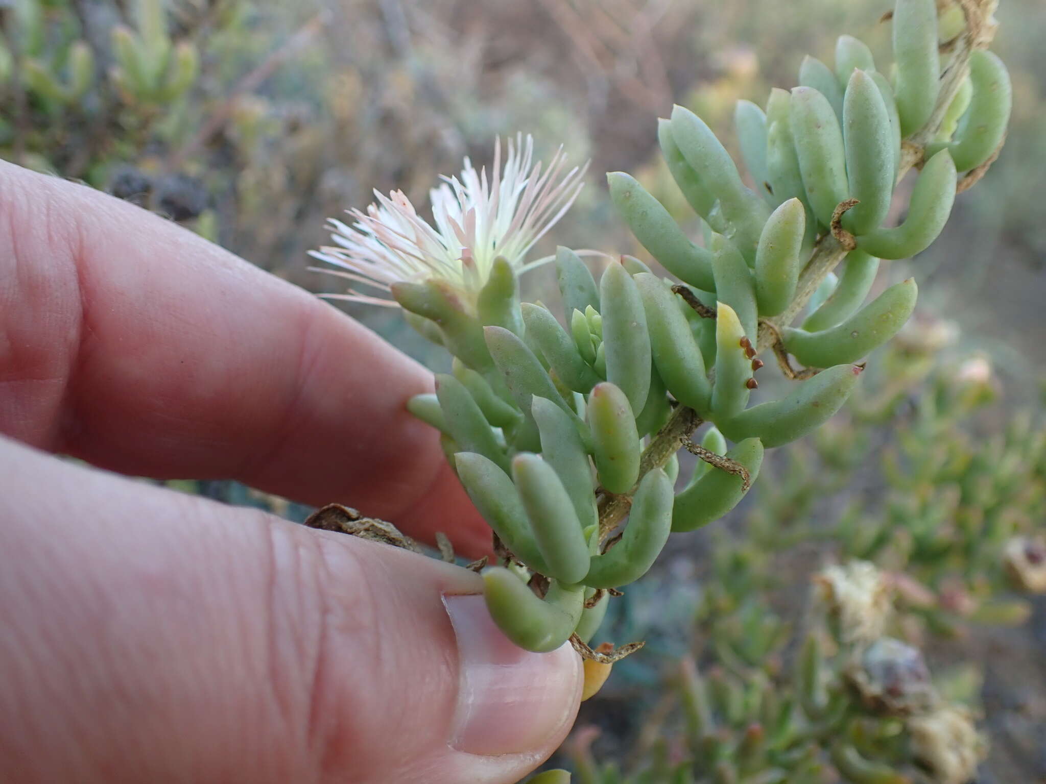 Imagem de Mesembryanthemum splendens subsp. pentagonum (L. Bol.) Klak