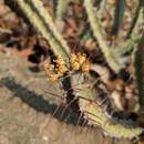 Image of Euphorbia otjipembana L. C. Leach