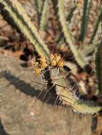 Image of Euphorbia otjipembana L. C. Leach