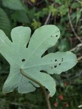 Image of Tropaeolum smithii DC.