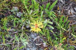 Image de Leucospermum hypophyllocarpodendron subsp. hypophyllocarpodendron