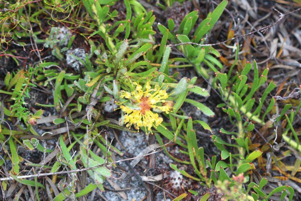 Image of Leucospermum hypophyllocarpodendron subsp. hypophyllocarpodendron