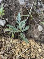 Image of bigroot springparsley