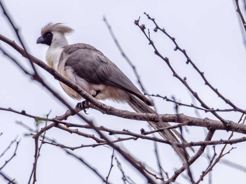 Image of Bare-faced Go-away Bird