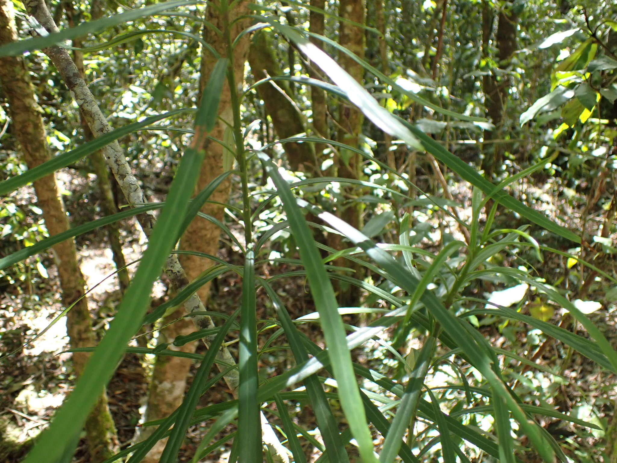 Image of Terblans beech