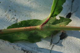 Imagem de Persicaria bungeana (Turcz.) Nakai ex Mori