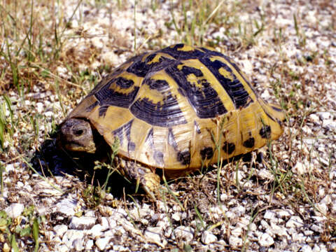 Image of Hermann’s Tortoise