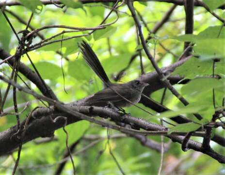 Image of Rennell Fantail