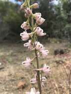 Image of foothill larkspur