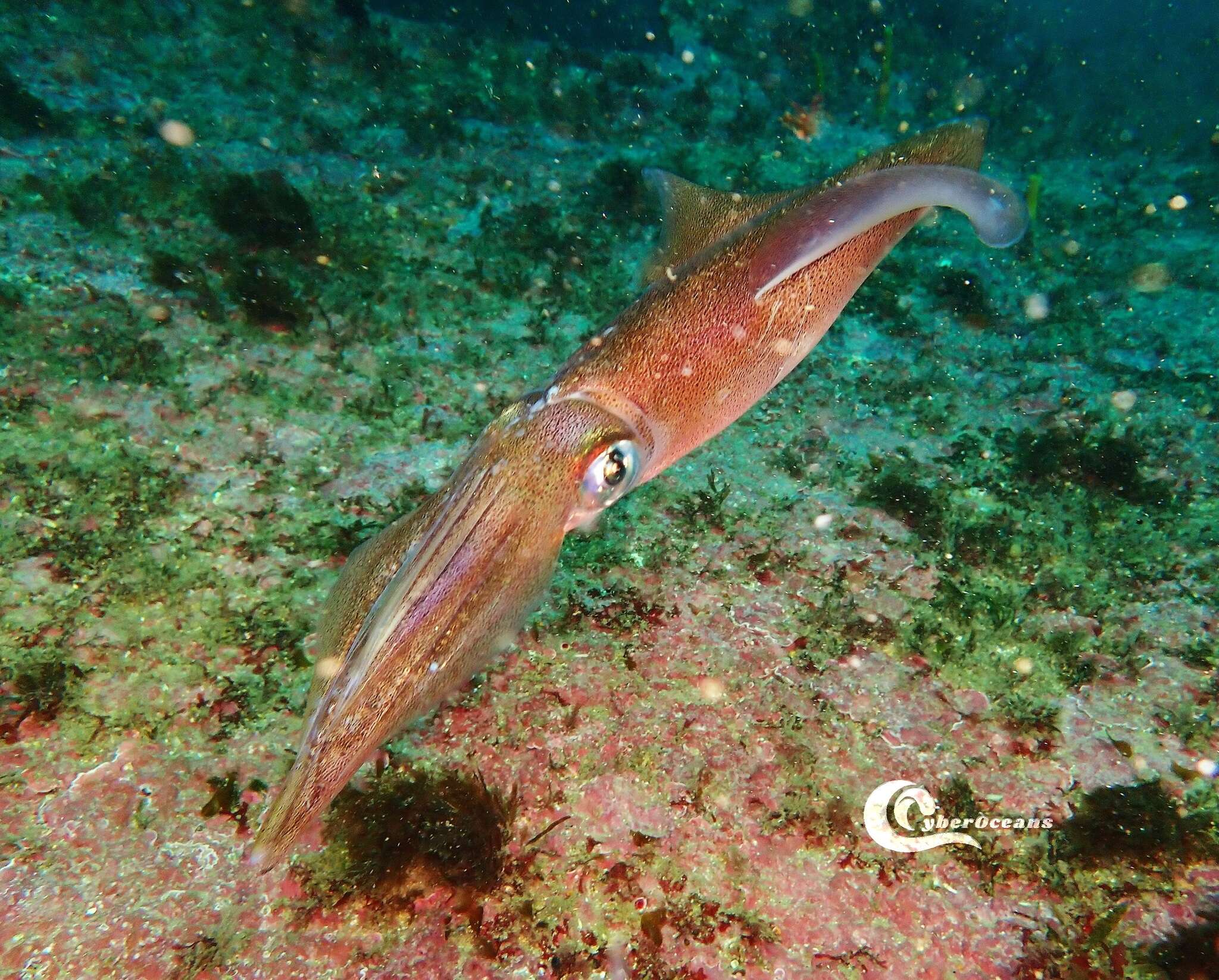 Image of European squid