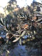 Sivun Leptospermum lanigerum (Ait.) Sm. kuva