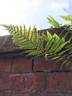 Image of Dryopteris filix-mas subsp. filix-mas