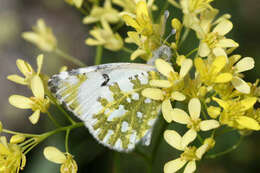 Слика од Euchloe simplonia (Boisduval 1828)