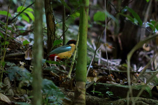 Image of Noisy Pitta