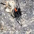 Image de Latrodectus thoracicus Nicolet 1849