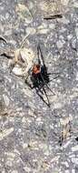 Latrodectus thoracicus Nicolet 1849的圖片