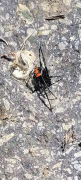 Imagem de Latrodectus thoracicus Nicolet 1849