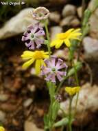 Image of Silene colorata Poir.