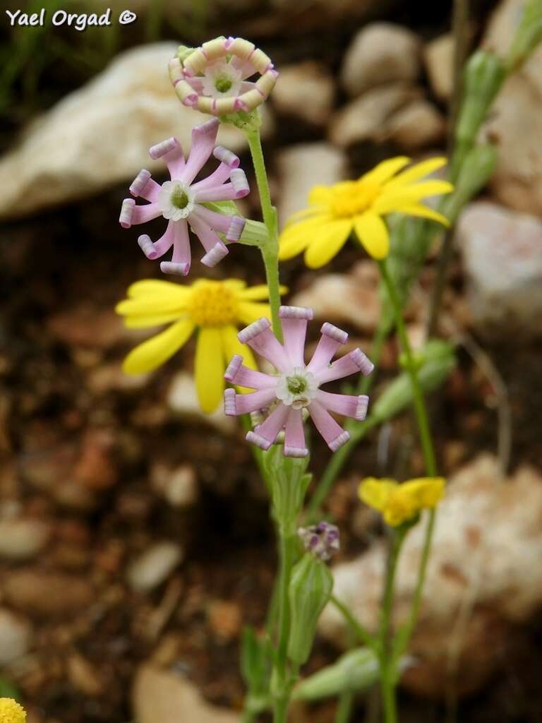 Image of Silene colorata Poir.