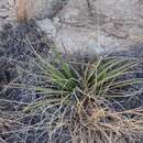 صورة Agave schottii var. treleasei (Toumey) Kearney & Peebles