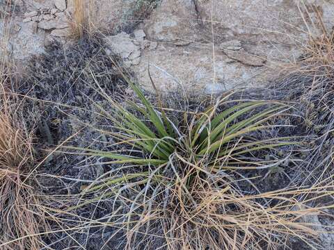 Agave schottii var. treleasei (Toumey) Kearney & Peebles的圖片