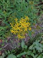 Plancia ëd Senecio morrisonensis var. dentatus Kitam.