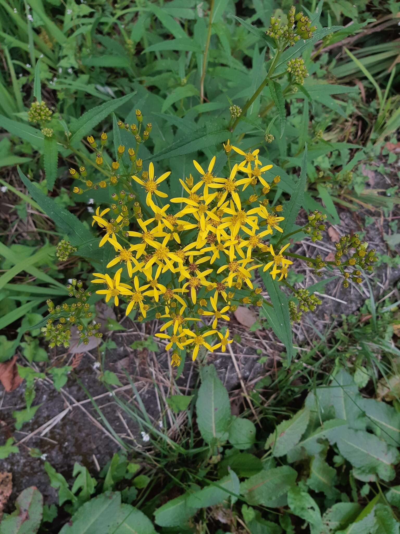 Plancia ëd Senecio morrisonensis var. dentatus Kitam.