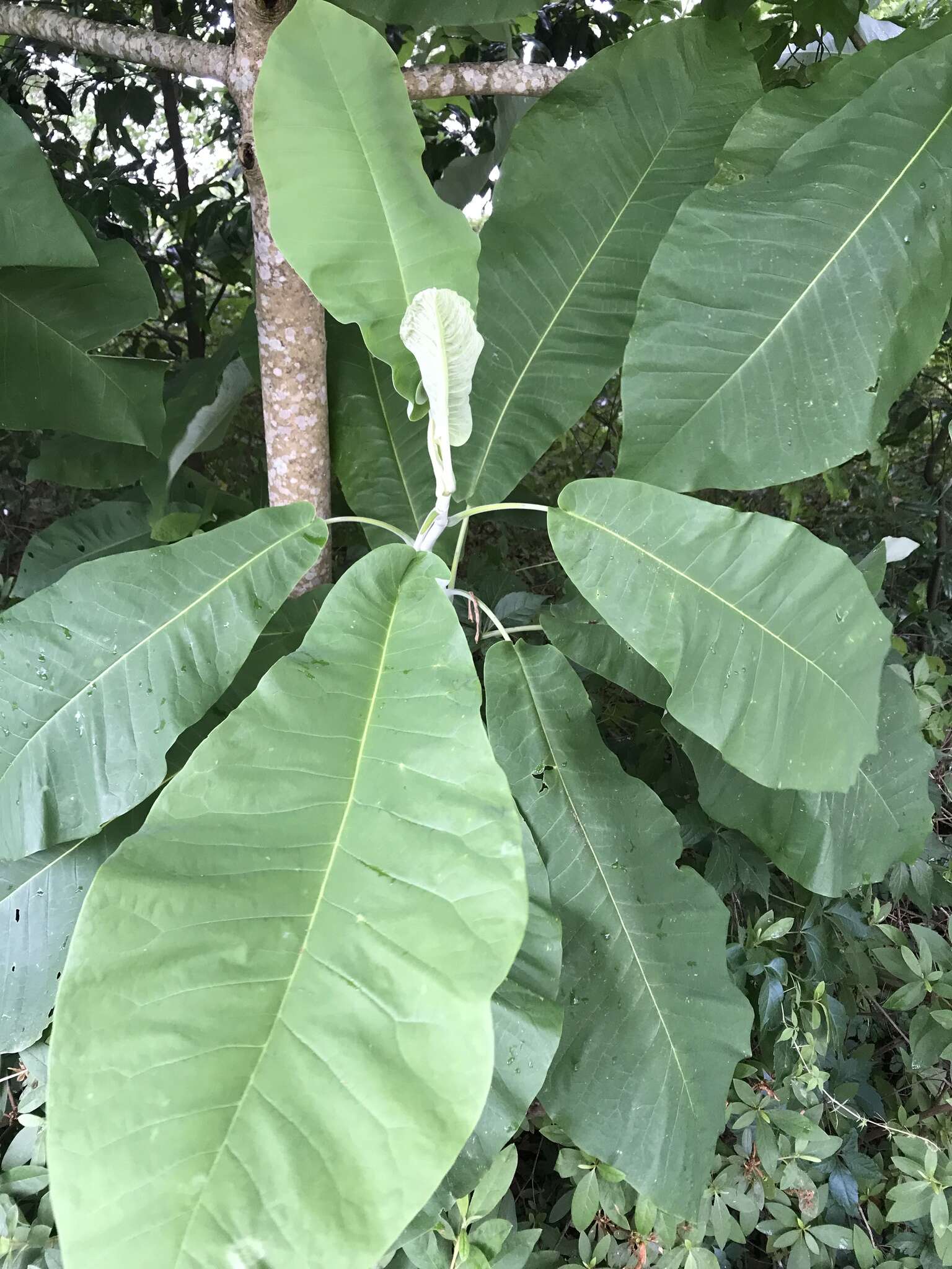 Image of Magnolia macrophylla var. macrophylla