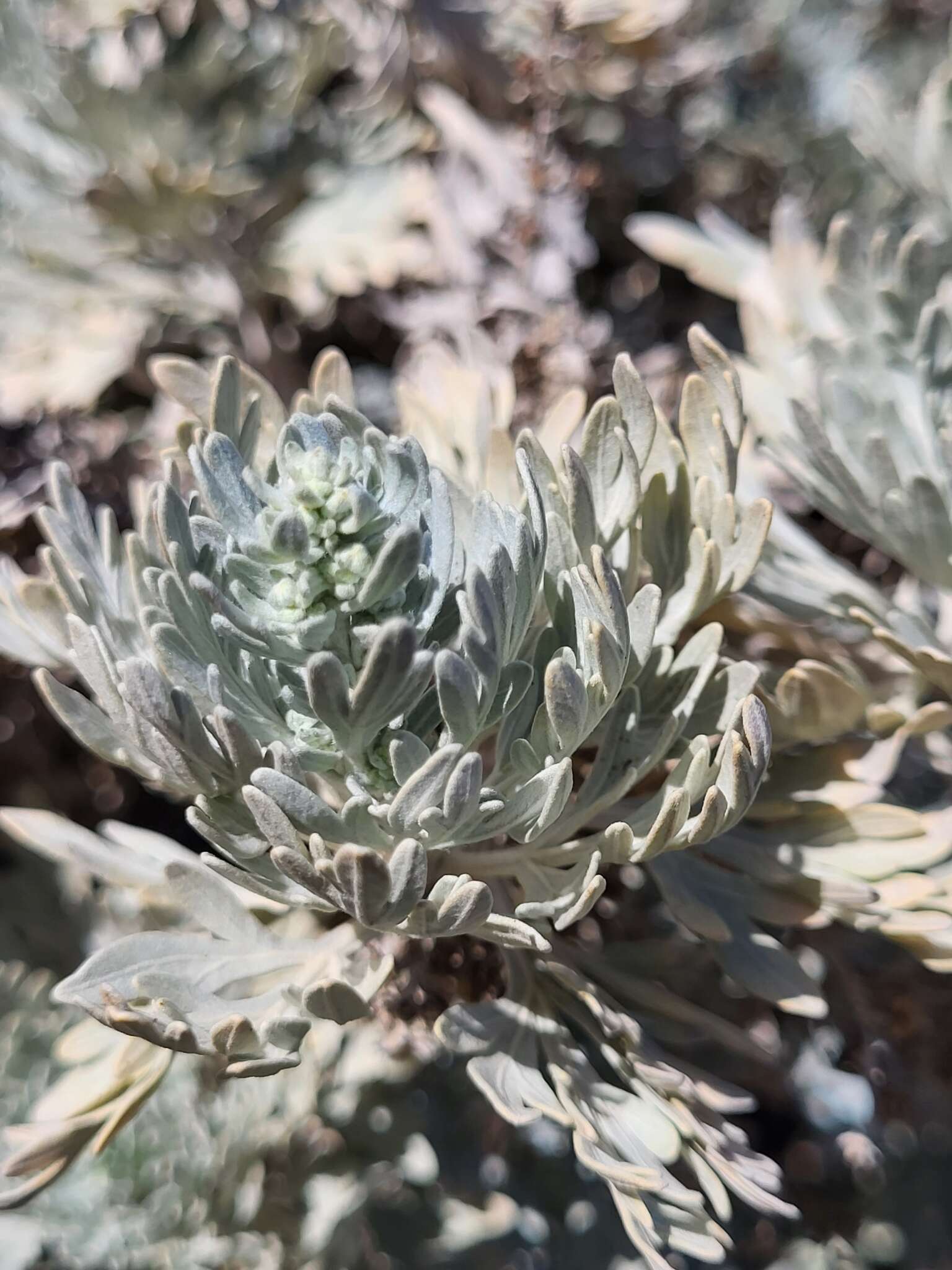 Imagem de Artemisia gorgonum Webb