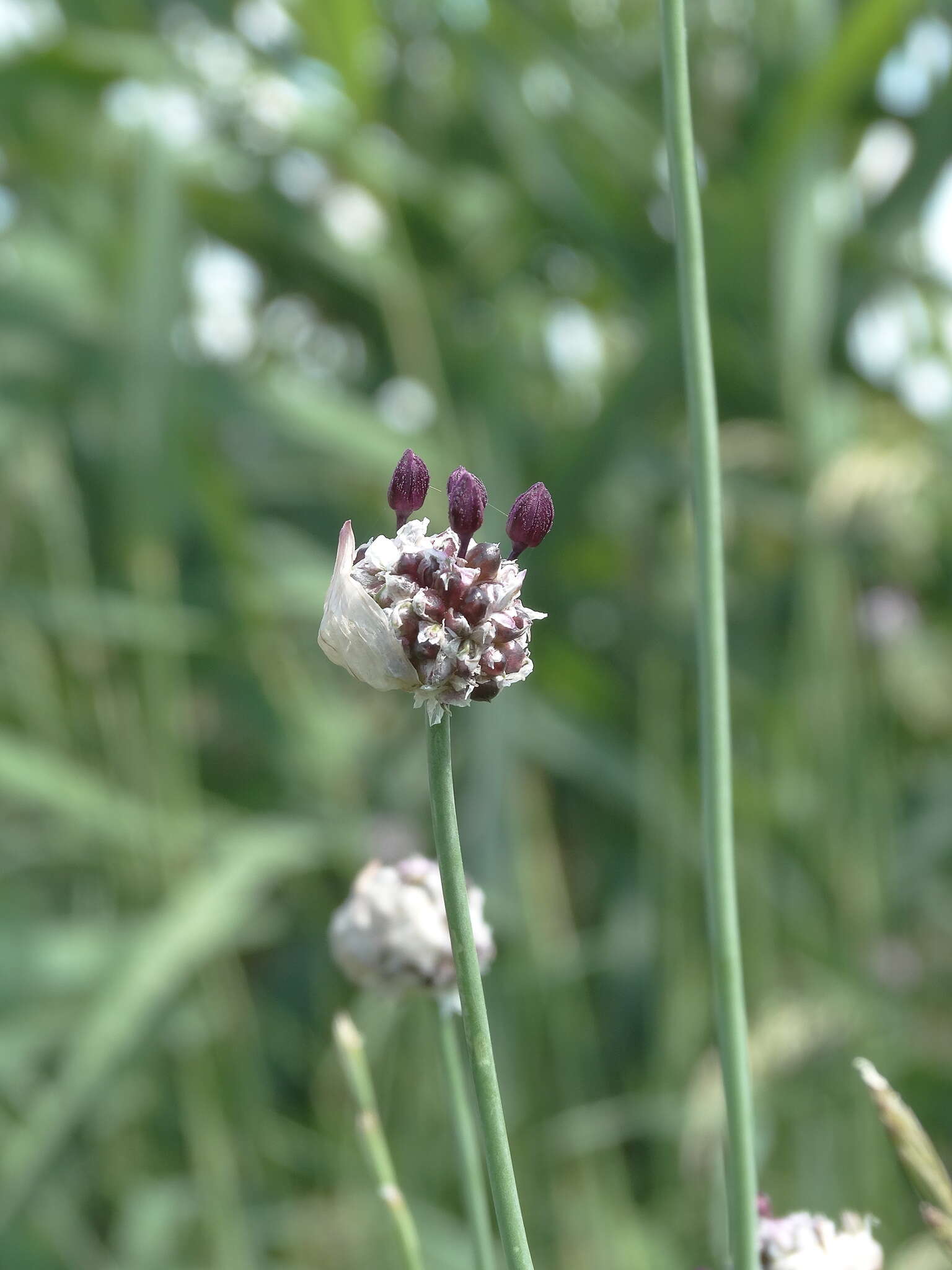 Allium scorodoprasum L.的圖片