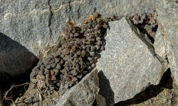 Image of Veronica cheesemanii subsp. flabellata (Garn.-Jones) Garn.-Jones