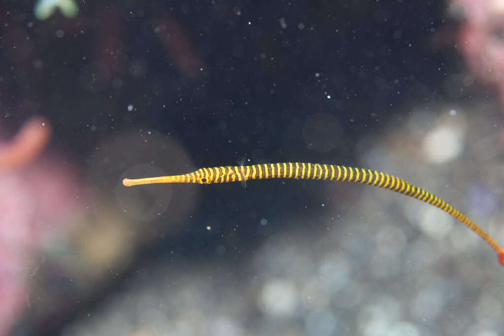 Image of Yellow banded pipefish