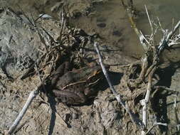 Image of Florida Leopard Frog