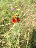 Image of Mexican hat