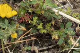 Image of Anthemis macrotis (Rech. fil.) Oberpr. & Vogt