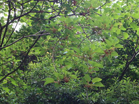 Image de Actinidia rufa (Sieb. & Zucc.) Planch. ex Miq.