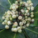 Image of Psychotria pervillei Baker